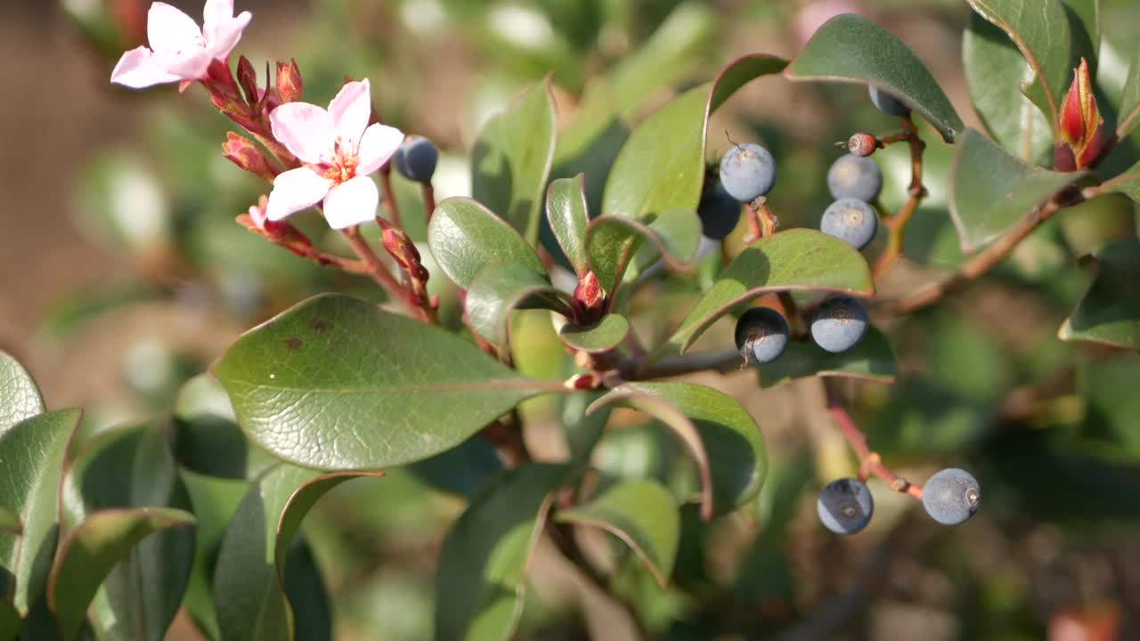 印度山楂粉红色的花，产于美国加利福尼亚。花坛春天清新绽放，浪漫的植物氛围，娇嫩的自然绽放。春天柔和的色彩，园林设计和花艺装饰视频素材