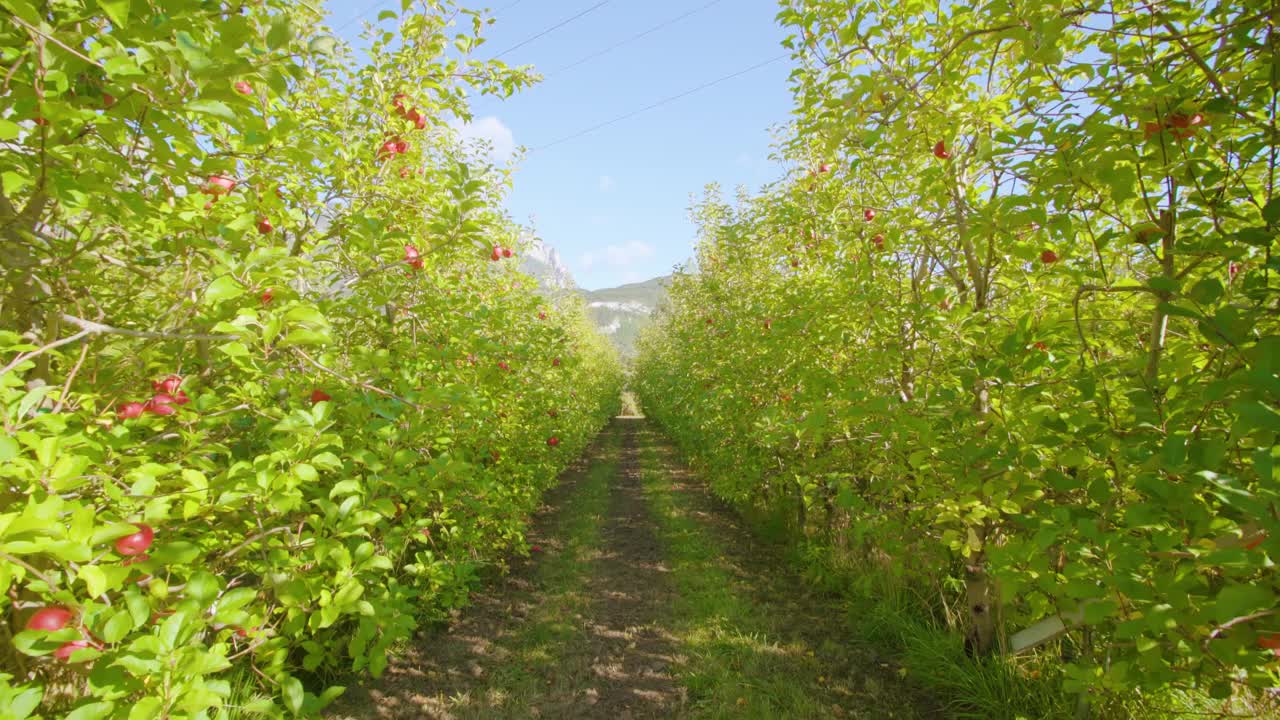 郁郁葱葱的苹果树之间铺着一条狭窄的土路视频素材