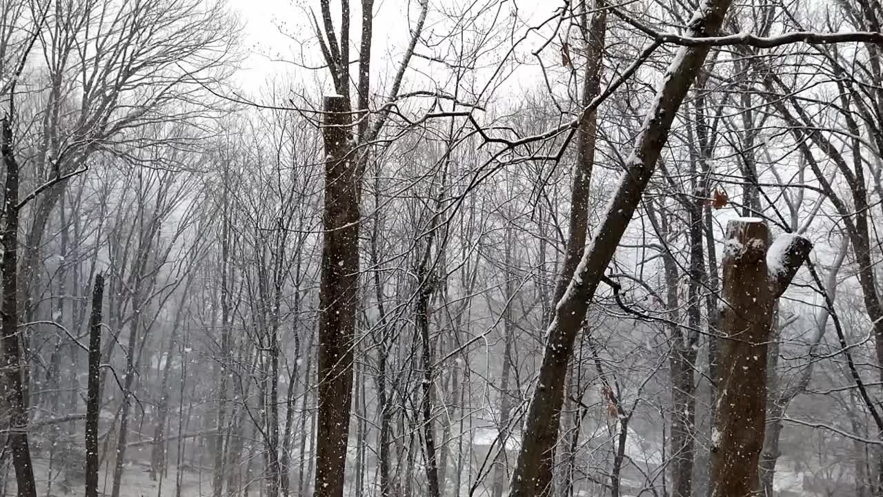 下雪的时候，漫步经过一片被雪覆盖的树林视频素材