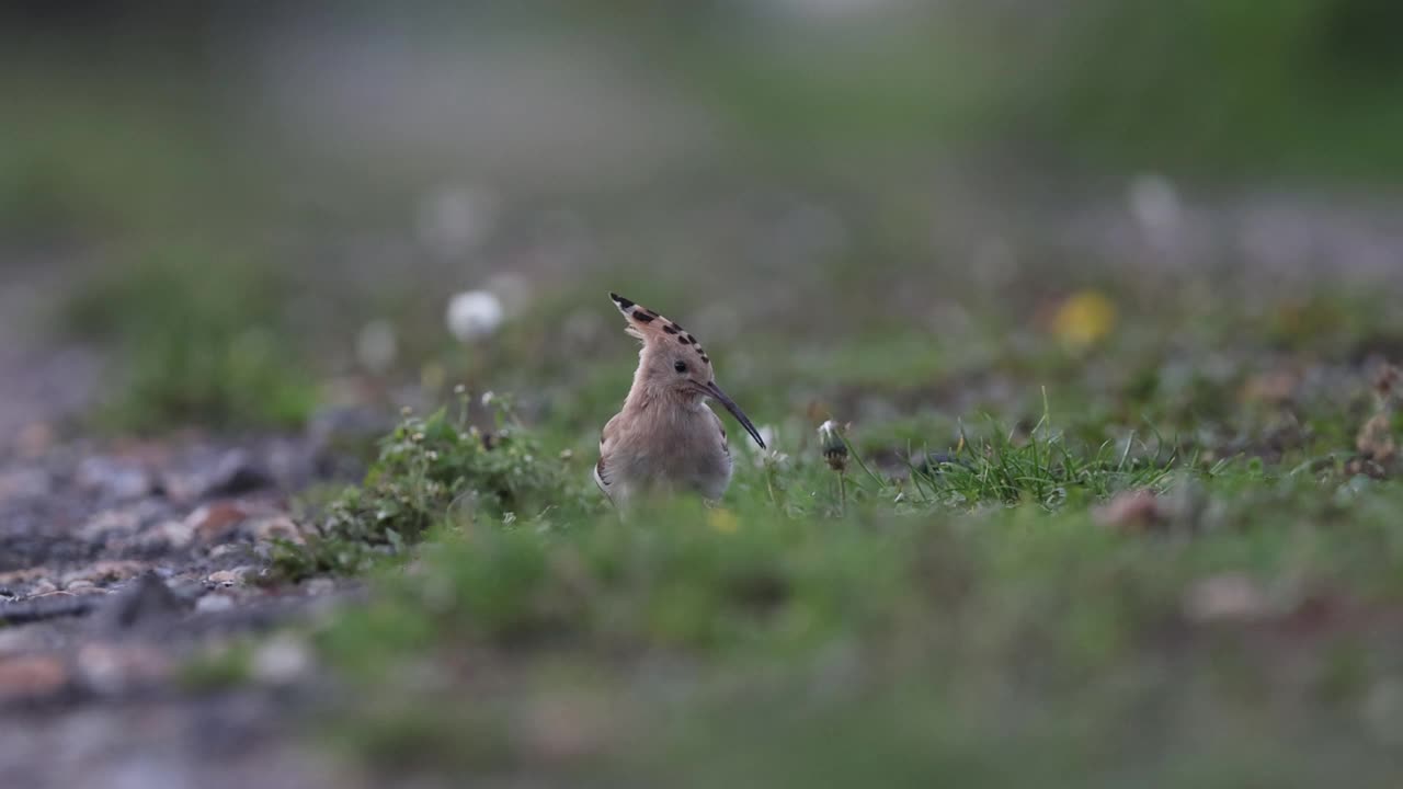 欧亚戴胜鸟视频素材