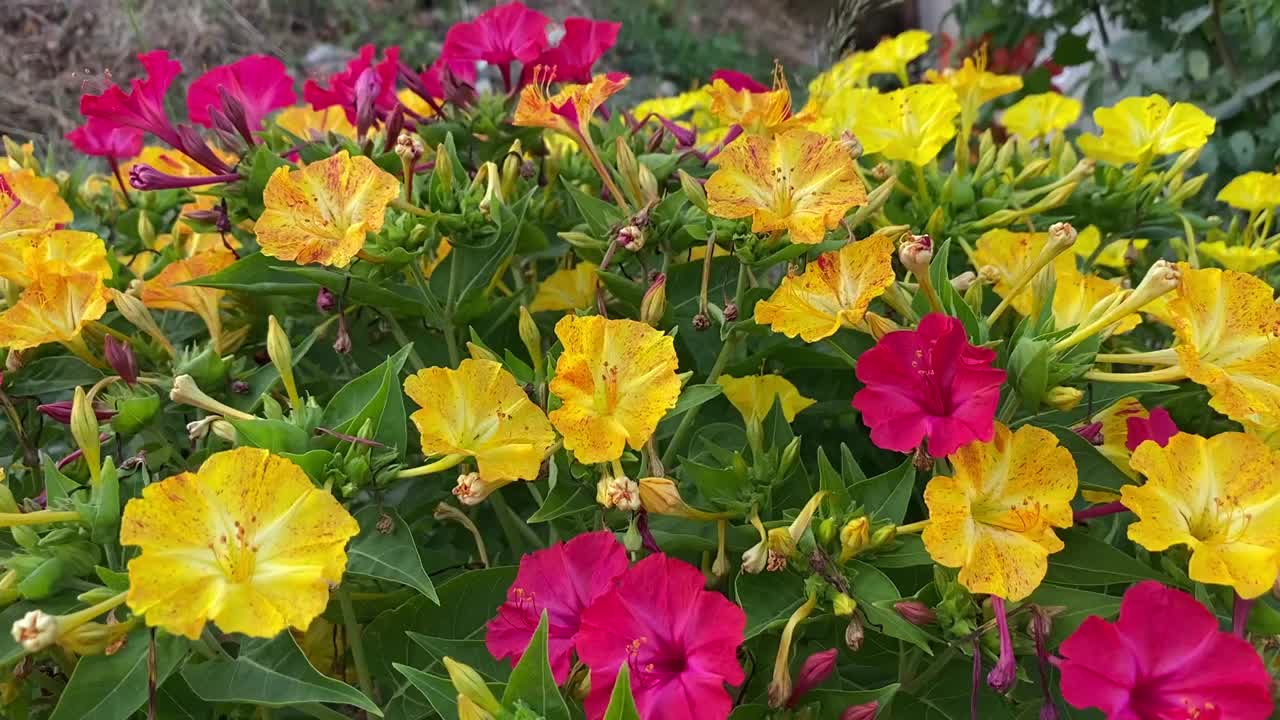 种植紫茉莉四点钟花或秘鲁的奇迹。他们在下午中晚些时候开门，第二天早上又关门。秘鲁的美丽奇迹是非常浓密，充满活力的植物。视频素材