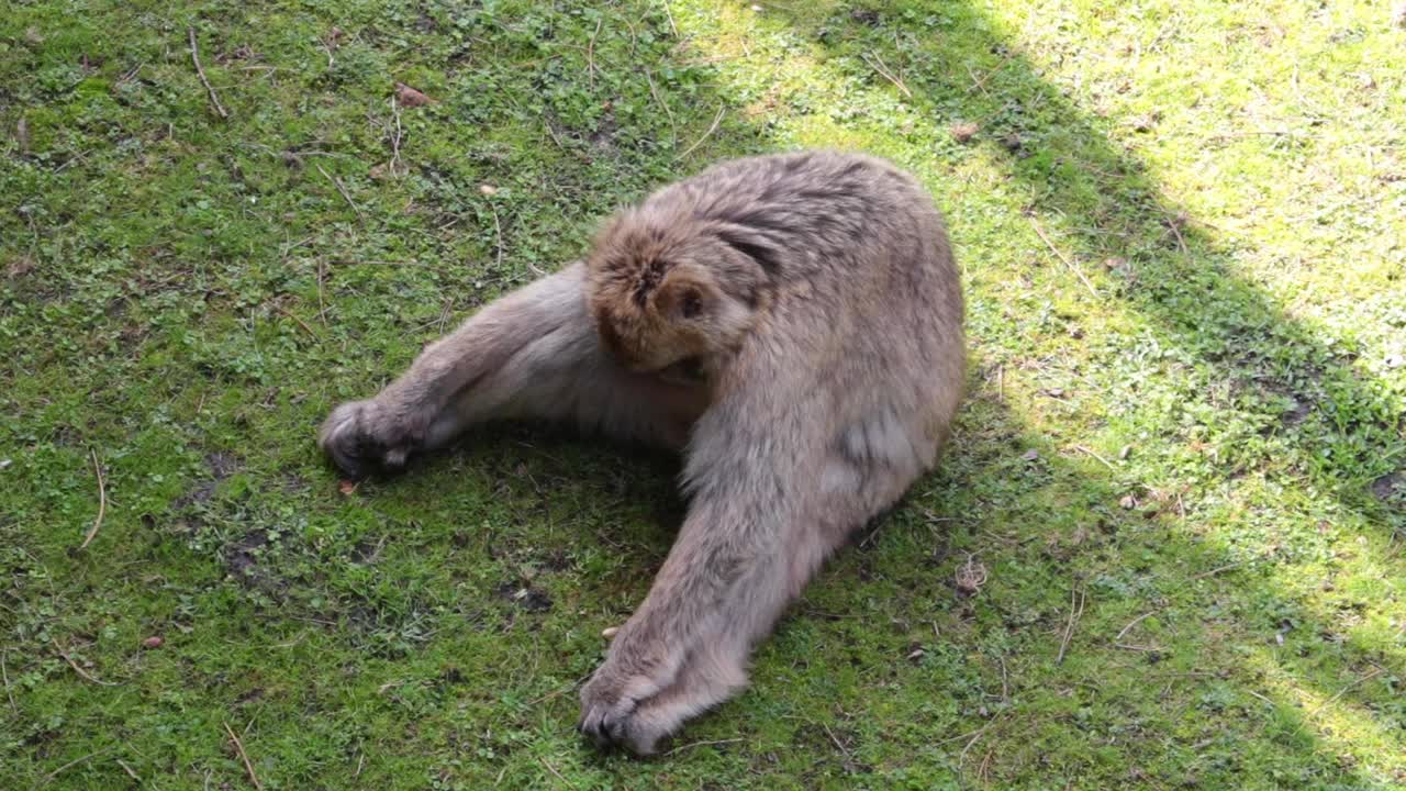 一只猴子坐在绿色的草地上。野生自然。一只有趣的猴子四处张望视频素材