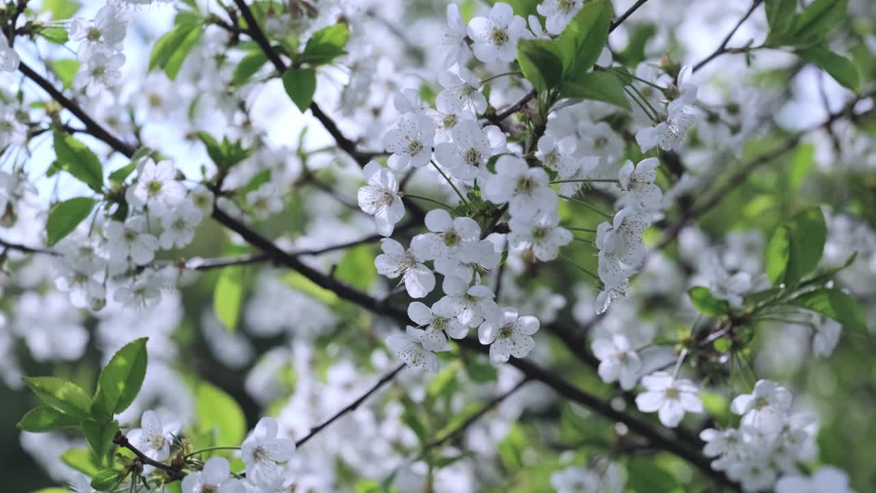 白色的樱花在春日的阳光下盛开在樱桃树上，特写镜头视频素材