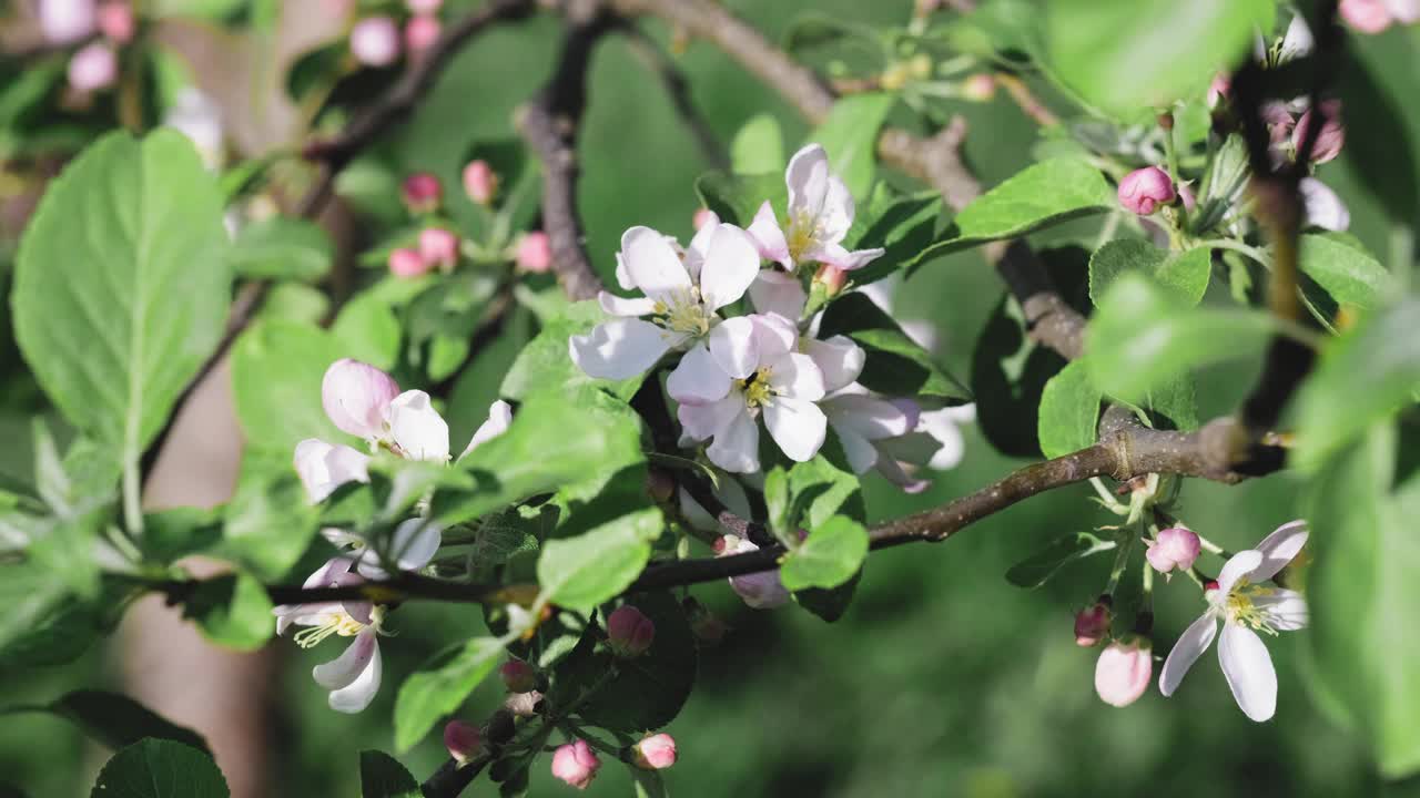 粉红色的苹果花在春风中飘动。花朵特写视频素材