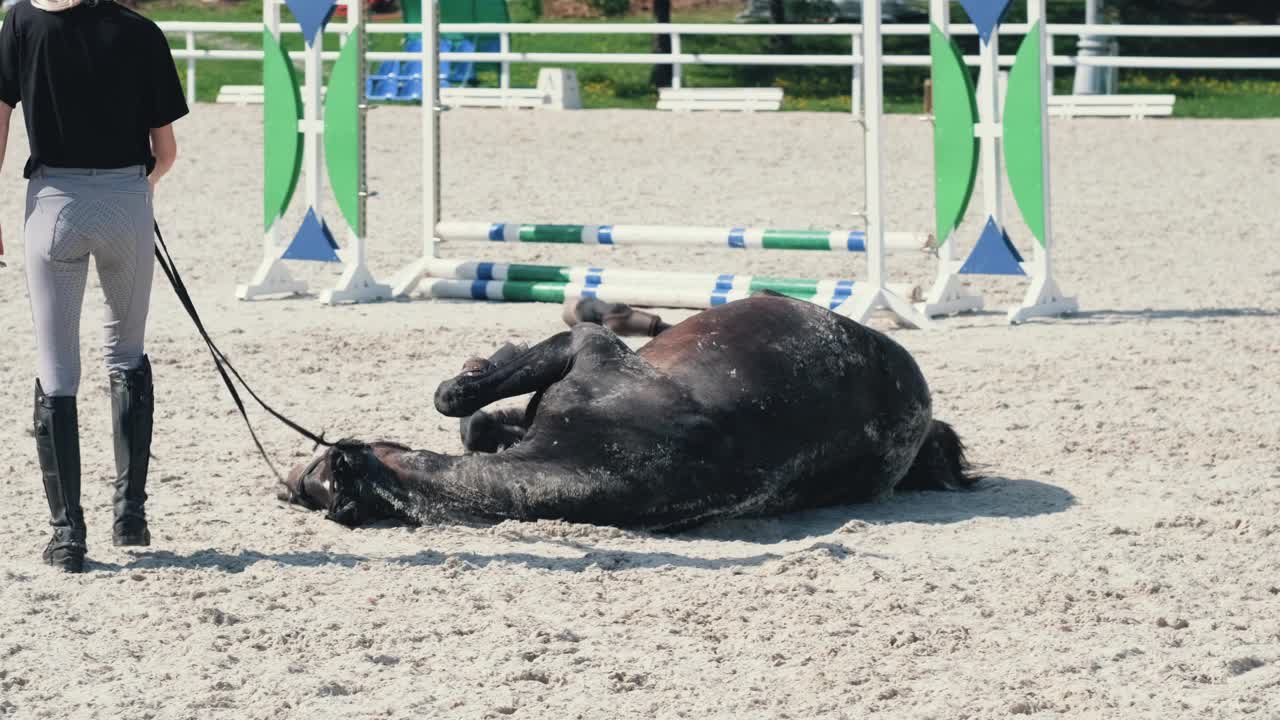 夏日里，一匹棕色的公马正躺在他的女运动员骑手脚下的沙地上视频素材