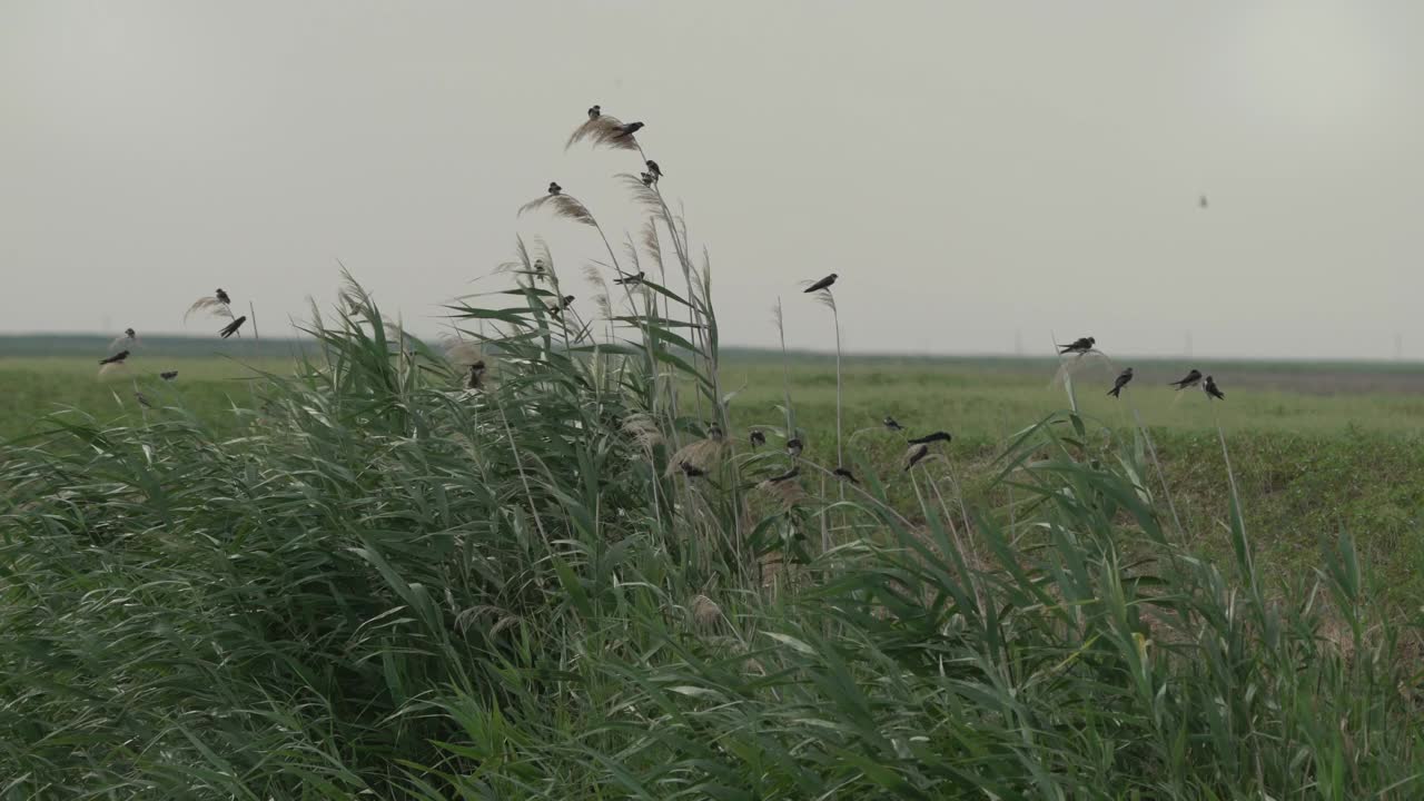 普通住宅马丁 （德利肯 · 乌尔比库姆）， 卡尔米基亚视频素材