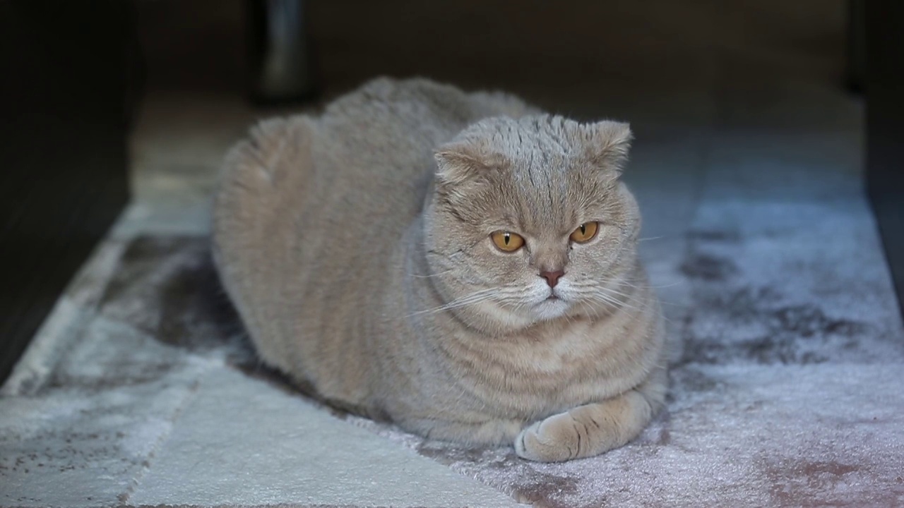 可爱好奇的苏格兰折叠猫放松在家里蓬松的地毯上，特写视频素材