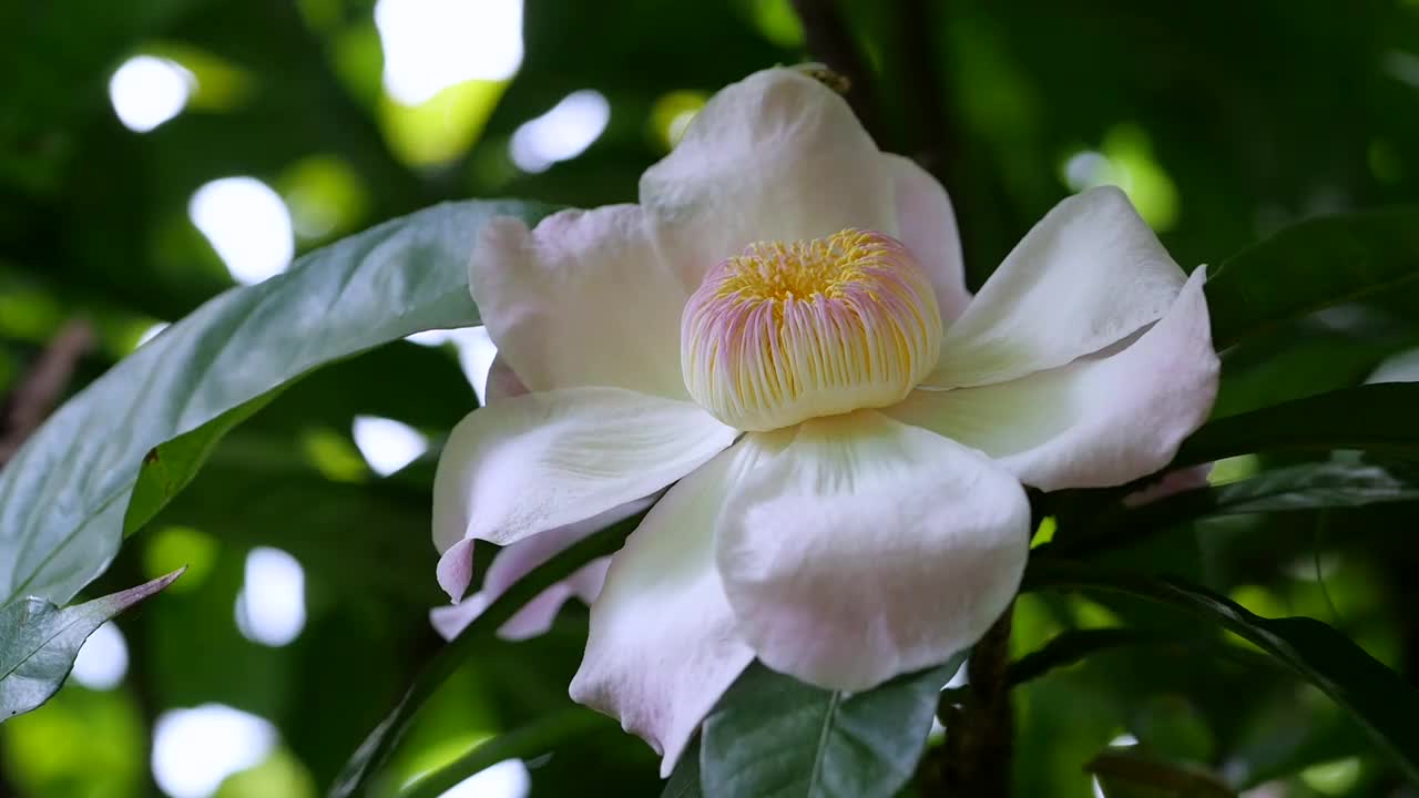 近景:花园树上的古斯塔夫花视频素材