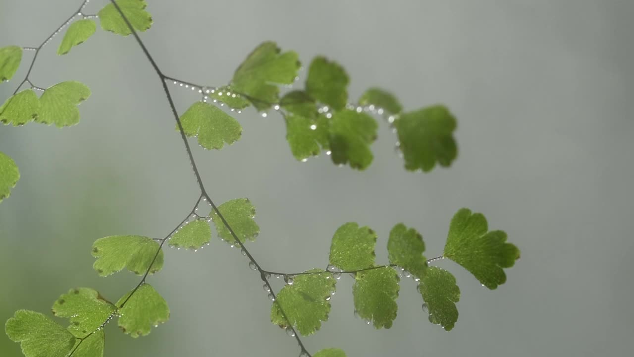 孔雀草蕨类植物视频素材