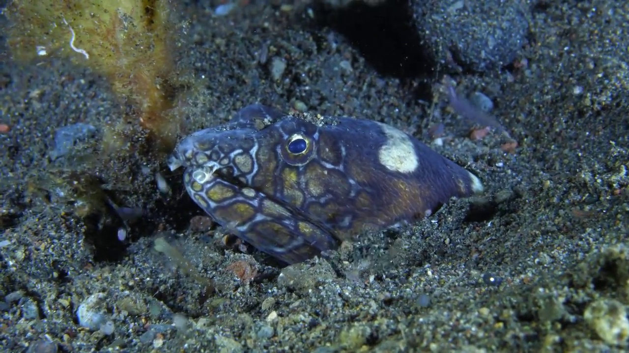 海洋生物。视频素材