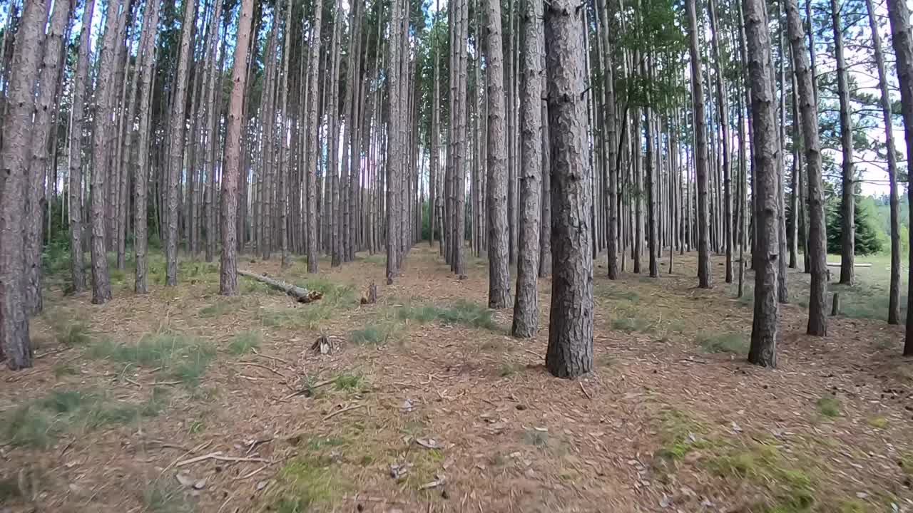 飞越密歇根州森林中的松树或森林fpv无人机的鸟瞰图视频下载