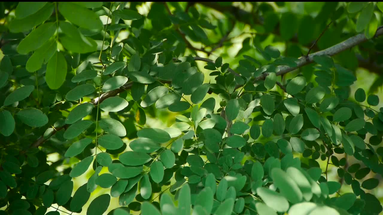 浓密的白蜡树和风，树冠，阴影和野花。视频素材