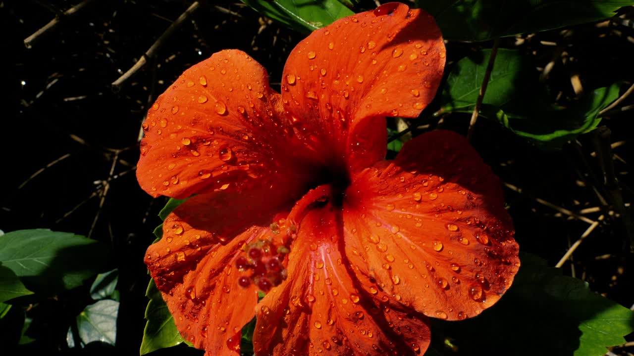 一个红色芙蓉花与雨滴开花的特写。慢镜头。视频素材