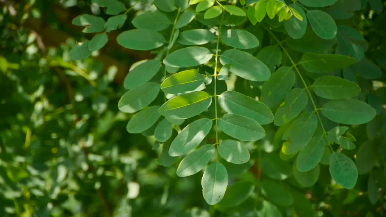 浓密的白蜡树和风，树冠，阴影和野花。视频素材