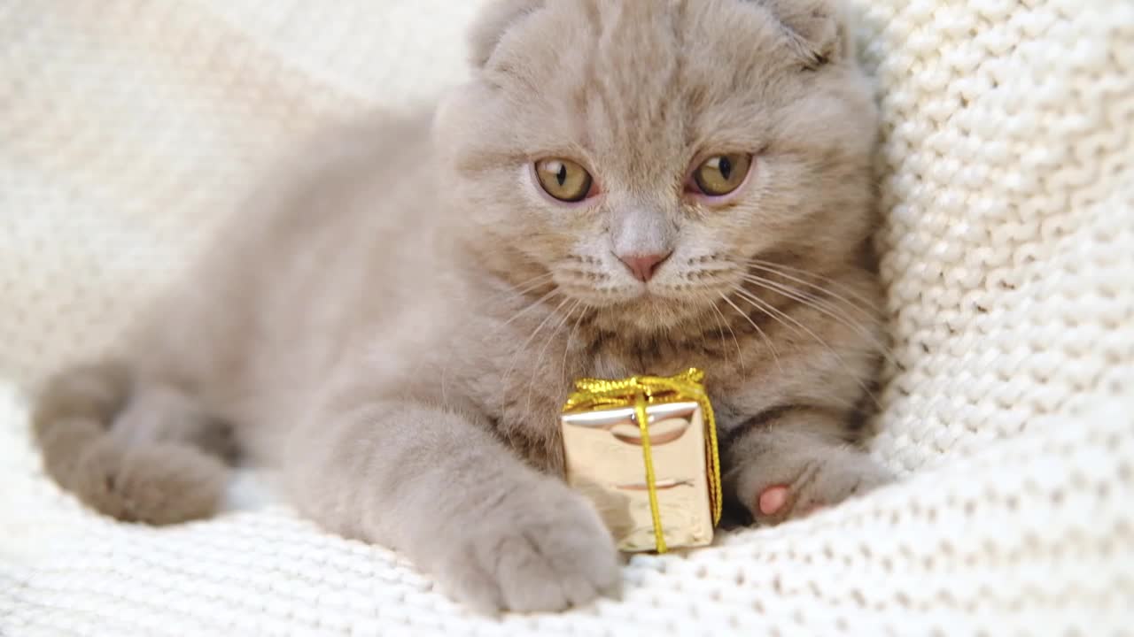 可爱的灰色小猫玩圣诞礼物盒装饰，慢动作。顽皮的折叠猫在针织毯上玩一个盒子视频素材