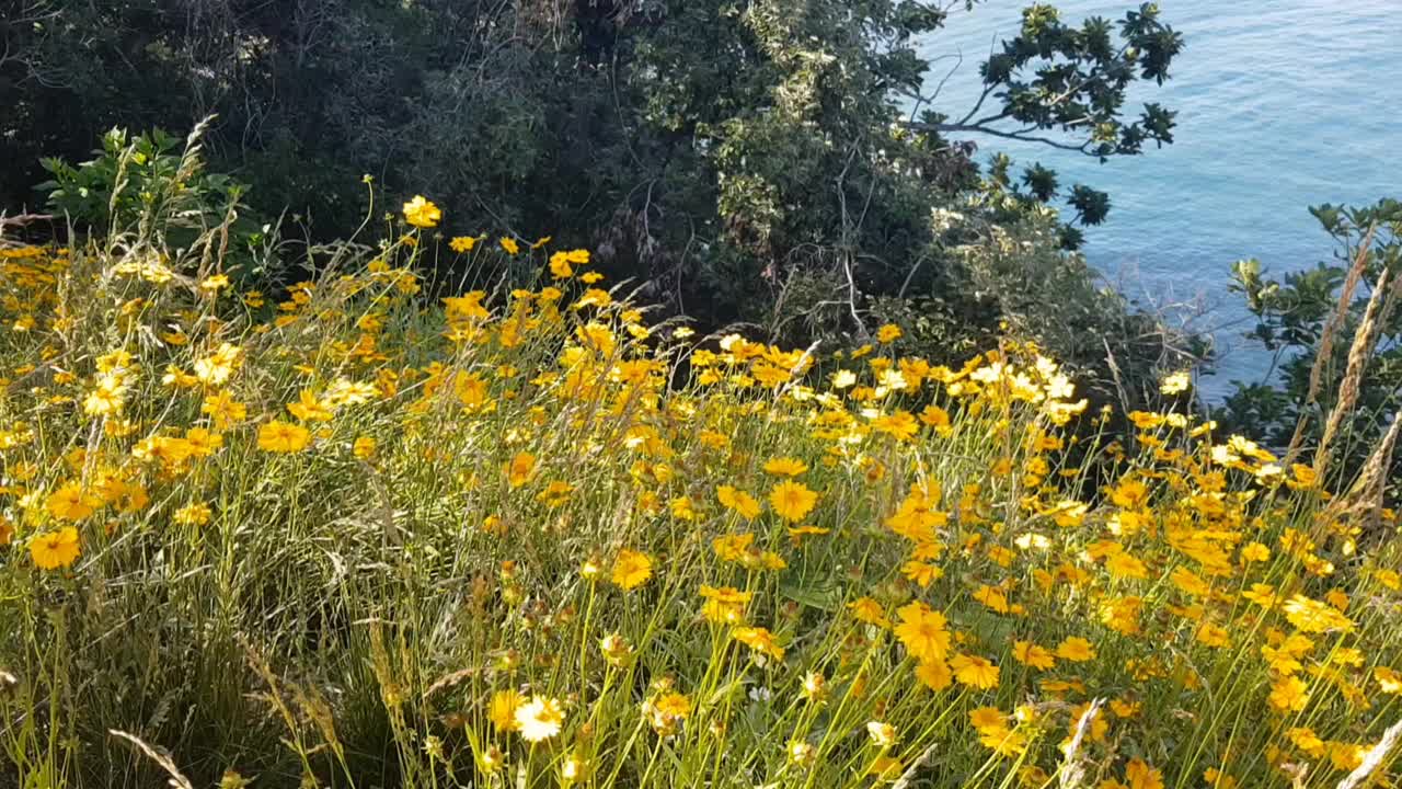 海边悬崖上盛开着黄色的花朵视频下载