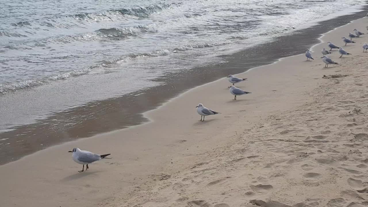 可爱的海鸥视频素材