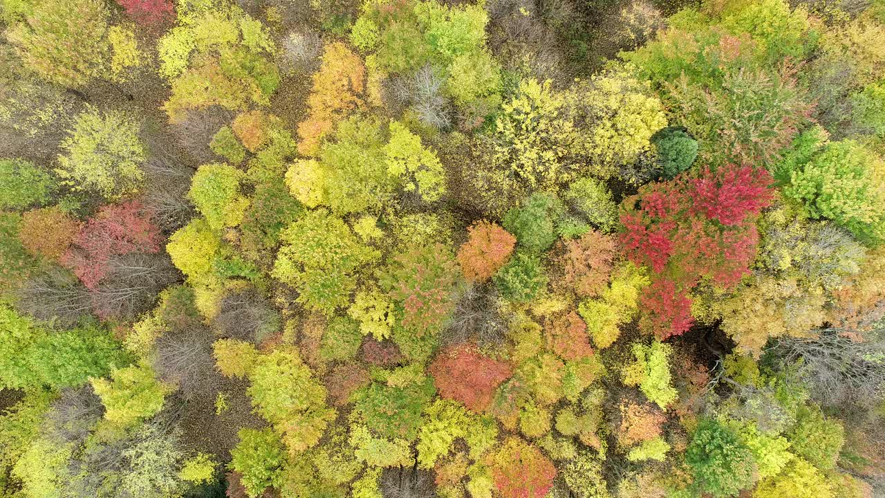 彩色秋天林地的空中立交桥视频素材