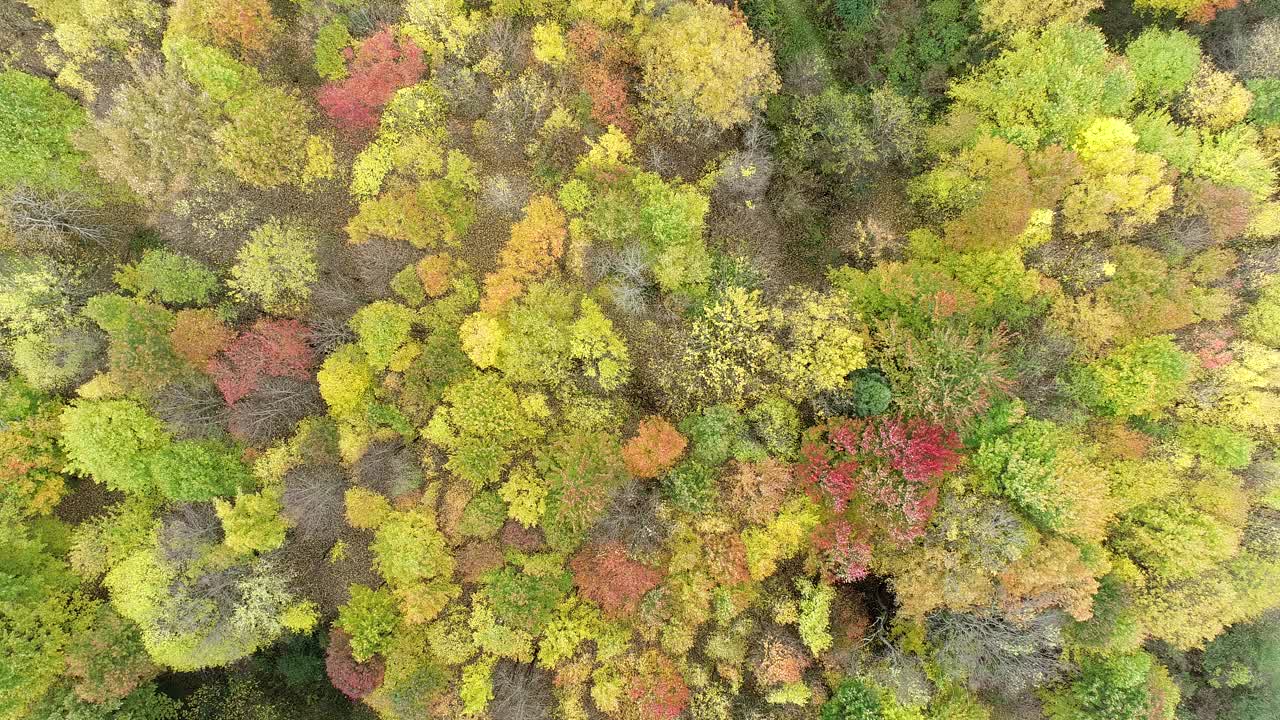 彩色秋天林地的空中立交桥视频素材