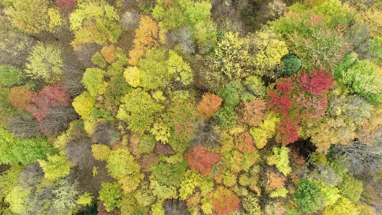 彩色秋天林地的空中立交桥视频素材