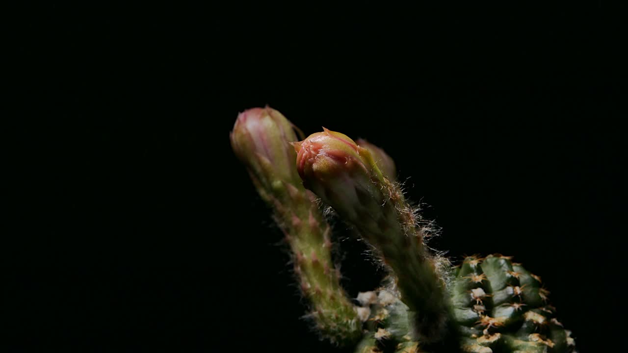 Lobivia仙人掌花开花，小仙人掌在一个花盆的背景上视频素材