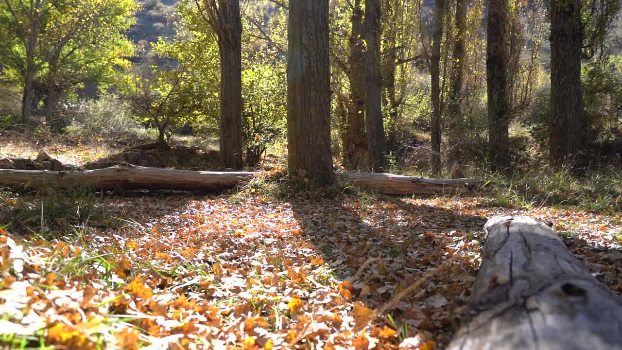 在一个阳光明媚的日子里，魔法森林里的树叶慢慢地从树上落下。赛普塞戈维亚。视频素材