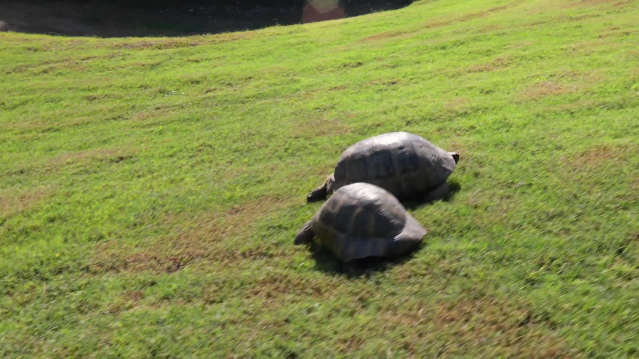 乌龟视频下载