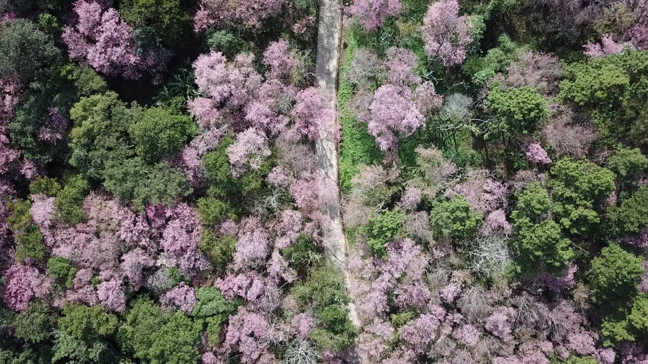 空中拍摄的照片，樱花盛开在泰国清莱省富池发森林公园的山上。视频素材