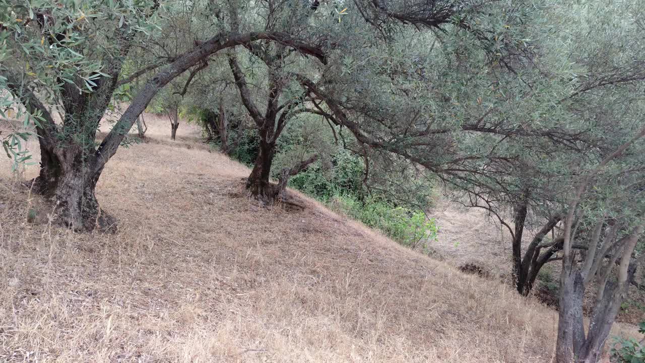 摩洛哥山上长满成熟无花果和橄榄的树，天然无花果树上。视频素材