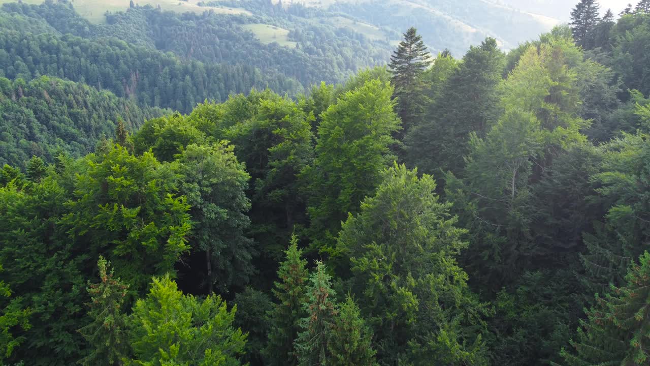 美丽的森林空中镜头。阳光神奇的强大的树木在早晨的时间，壮丽的日出在针叶松森林，光线使他们的方式通过树枝视频素材