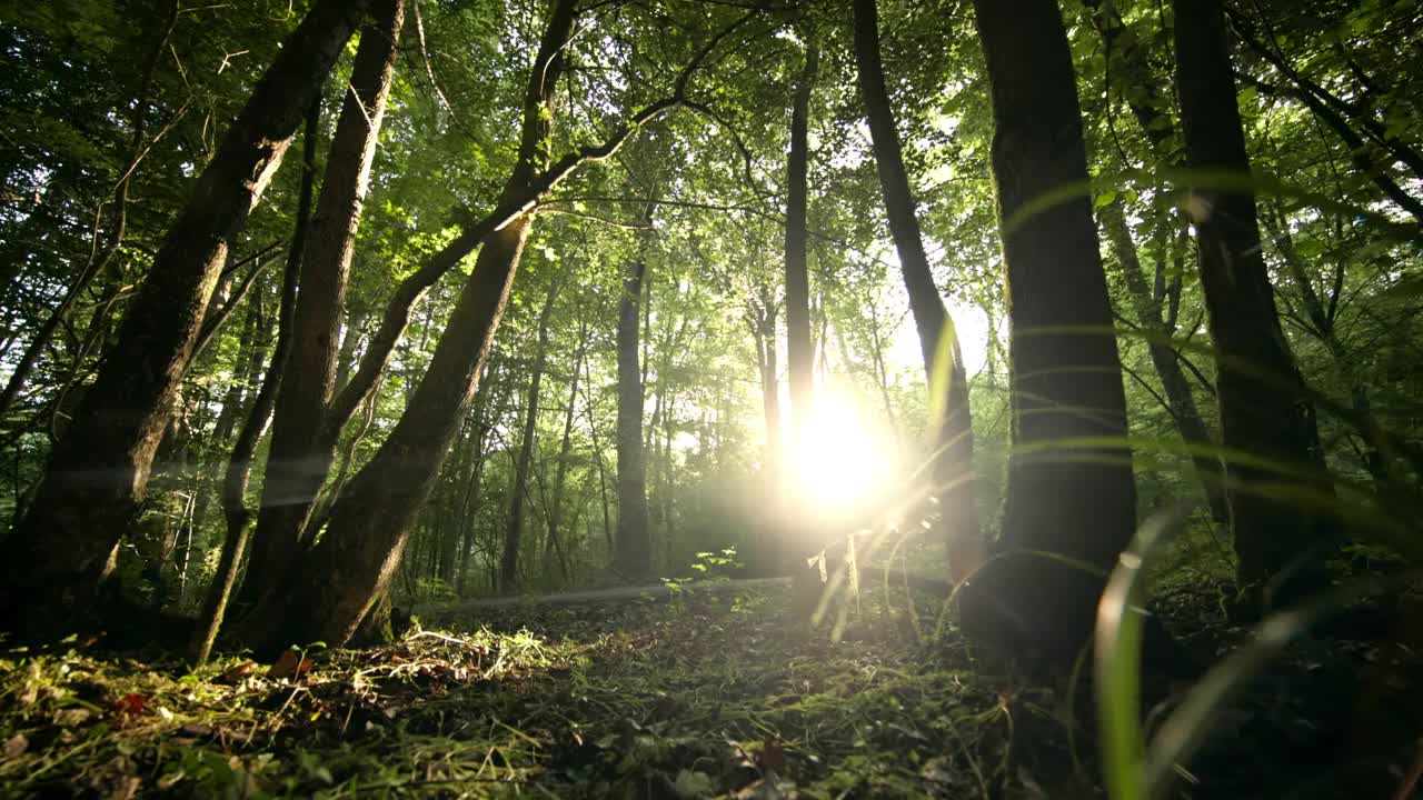 两个山地摩托车手在森林中超速行驶视频素材