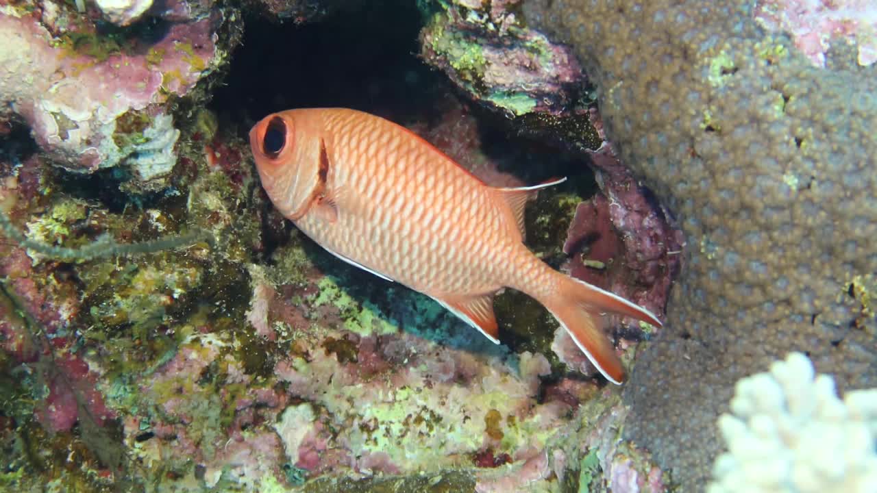 在红海，埃及白边士兵鱼(Myripristis murdjan)的4k视频镜头视频素材