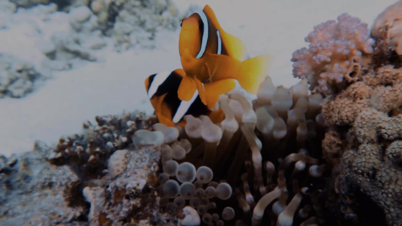 埃及红海海葵鱼(Amphiprion bicinctus)的4k视频视频素材