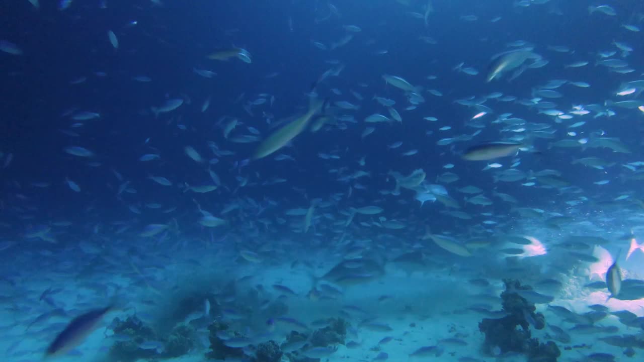 在红海的夜晚，大量燧发枪兵在珊瑚礁上觅食的4k视频片段视频素材