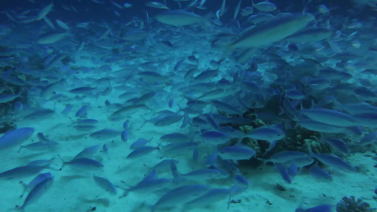 在红海的夜晚，大量燧发枪兵在珊瑚礁上觅食的4k视频片段视频素材