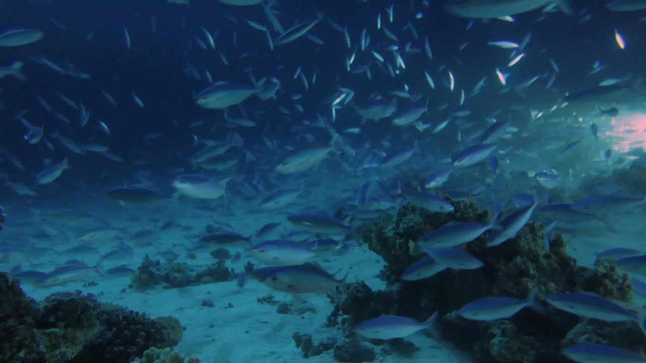 在红海的夜晚，大量燧发枪兵在珊瑚礁上觅食的4k视频片段视频素材