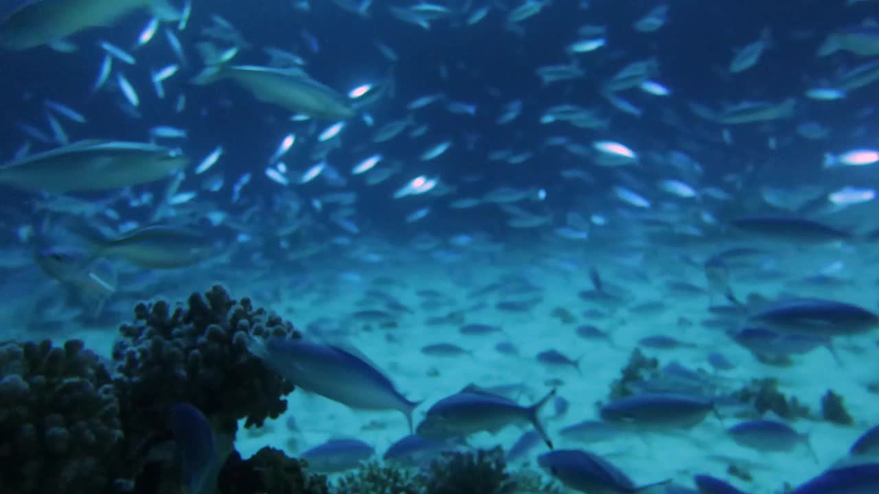 在红海的夜晚，大量燧发枪兵在珊瑚礁上觅食的4k视频片段视频素材