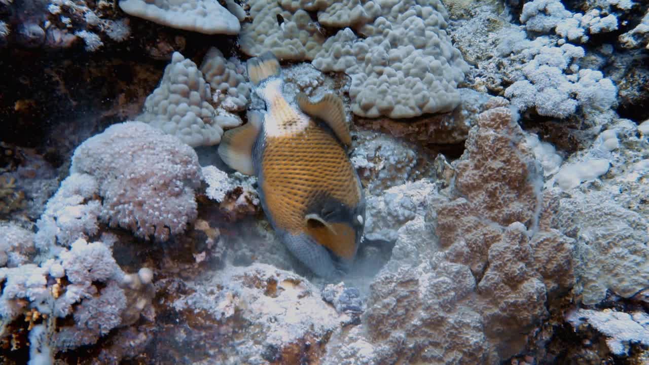 一个泰坦Triggerfish (Balistoides viridescens)在红海，埃及的4k视频片段视频素材