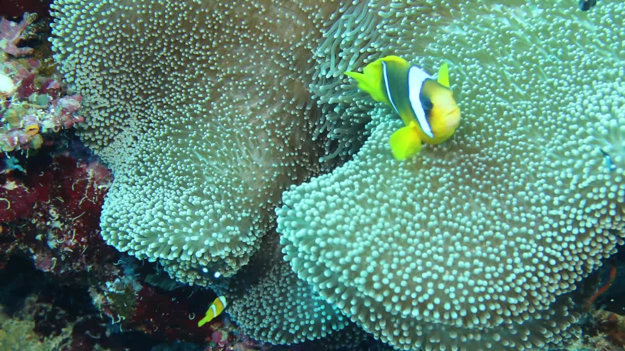 埃及红海海葵鱼(Amphiprion bicinctus)的4k视频视频素材