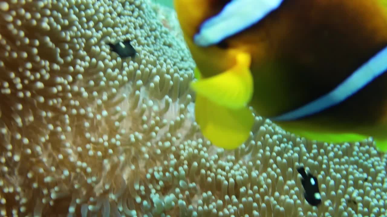 埃及红海海葵鱼(Amphiprion bicinctus)的4k视频视频素材