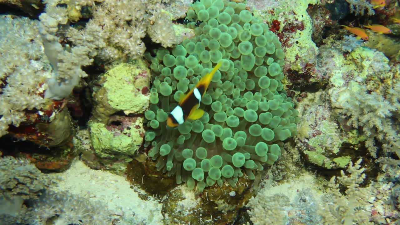 埃及红海海葵鱼(Amphiprion bicinctus)的4k视频视频素材