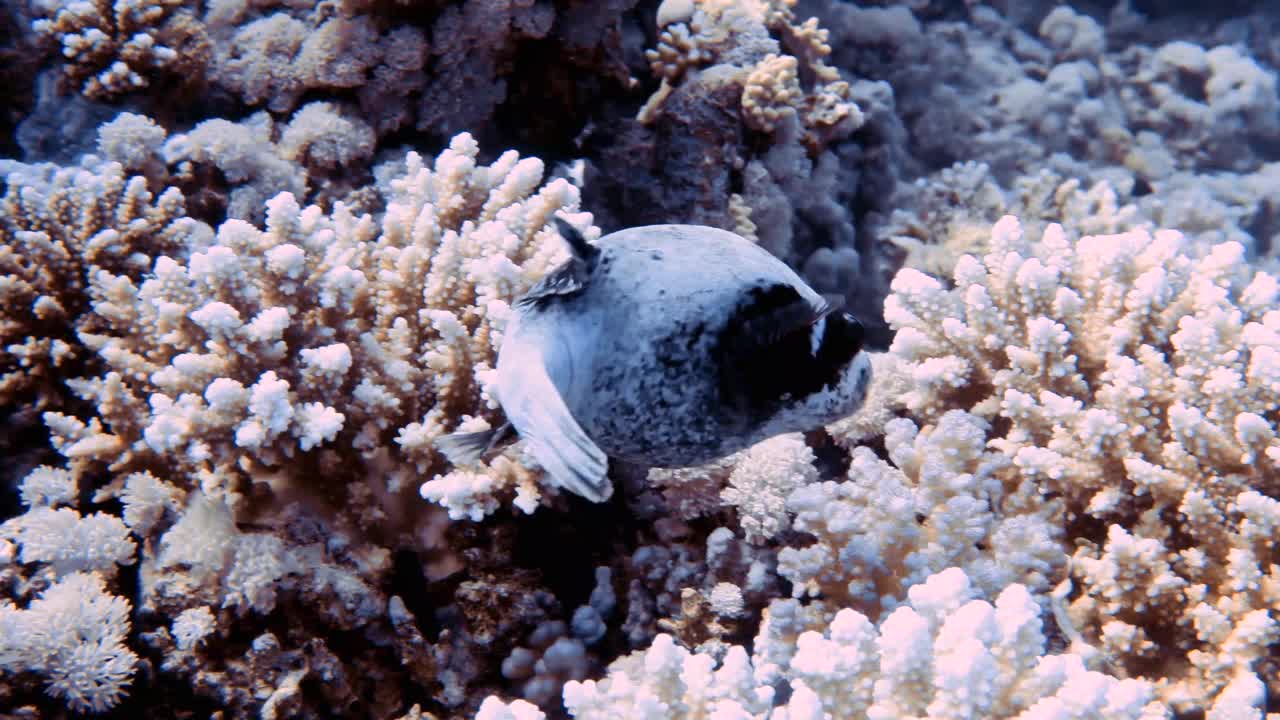 在红海，埃及的一个蒙面Puffer (Arothron diadematus) 4k视频镜头视频素材