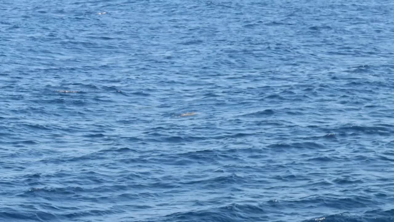 在埃及红海海面上的一个小群旋转海豚(Stenella longirostris)的4k视频片段视频素材