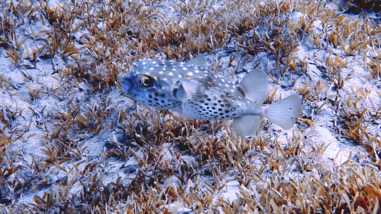 4k视频片段的黄色斑点Burrfish (Cyclichthys spilostylus)在红海视频素材