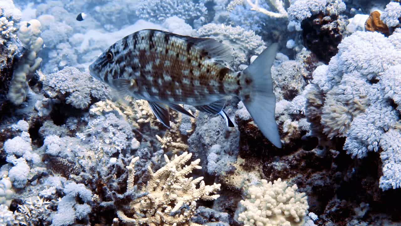 在红海，埃及，一个闪闪发光的皇帝(Lethrinus Nebulosus)和清洁濑鱼的4k视频片段视频素材