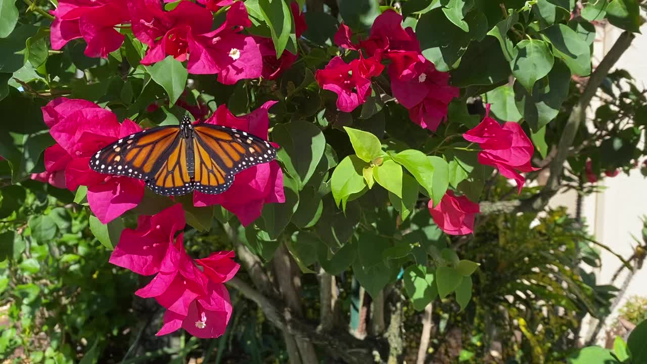 黑脉金斑蝶(Danaus plexippus)在九重葛灌木上视频素材