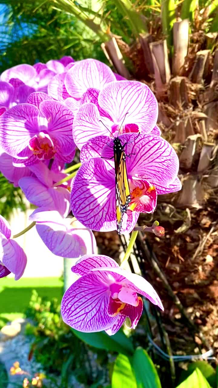 濒临灭绝的帝王蝶(Danaus plexippus)在飞蛾兰花上扇动(视频素材