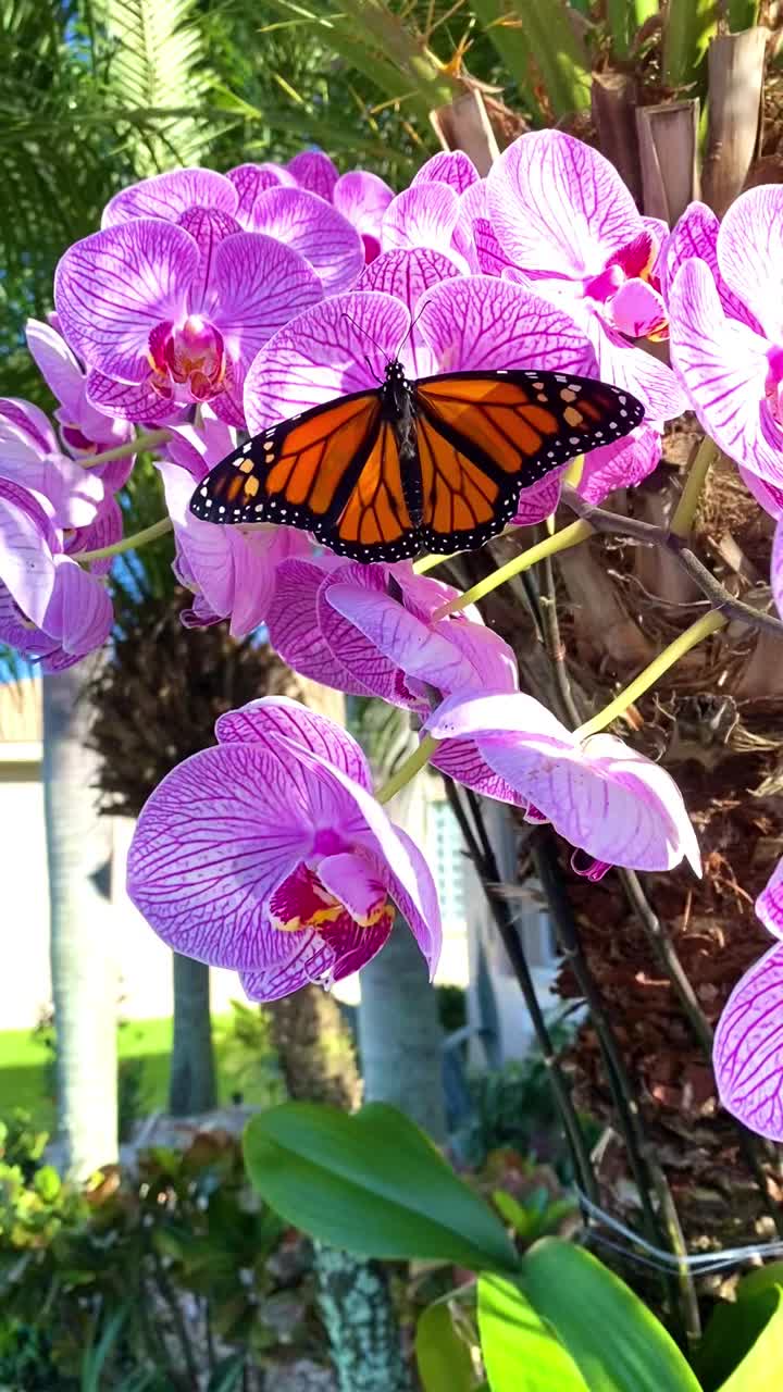 濒临灭绝的帝王蝶(Danaus plexippus)在飞蛾兰花上扇动视频素材