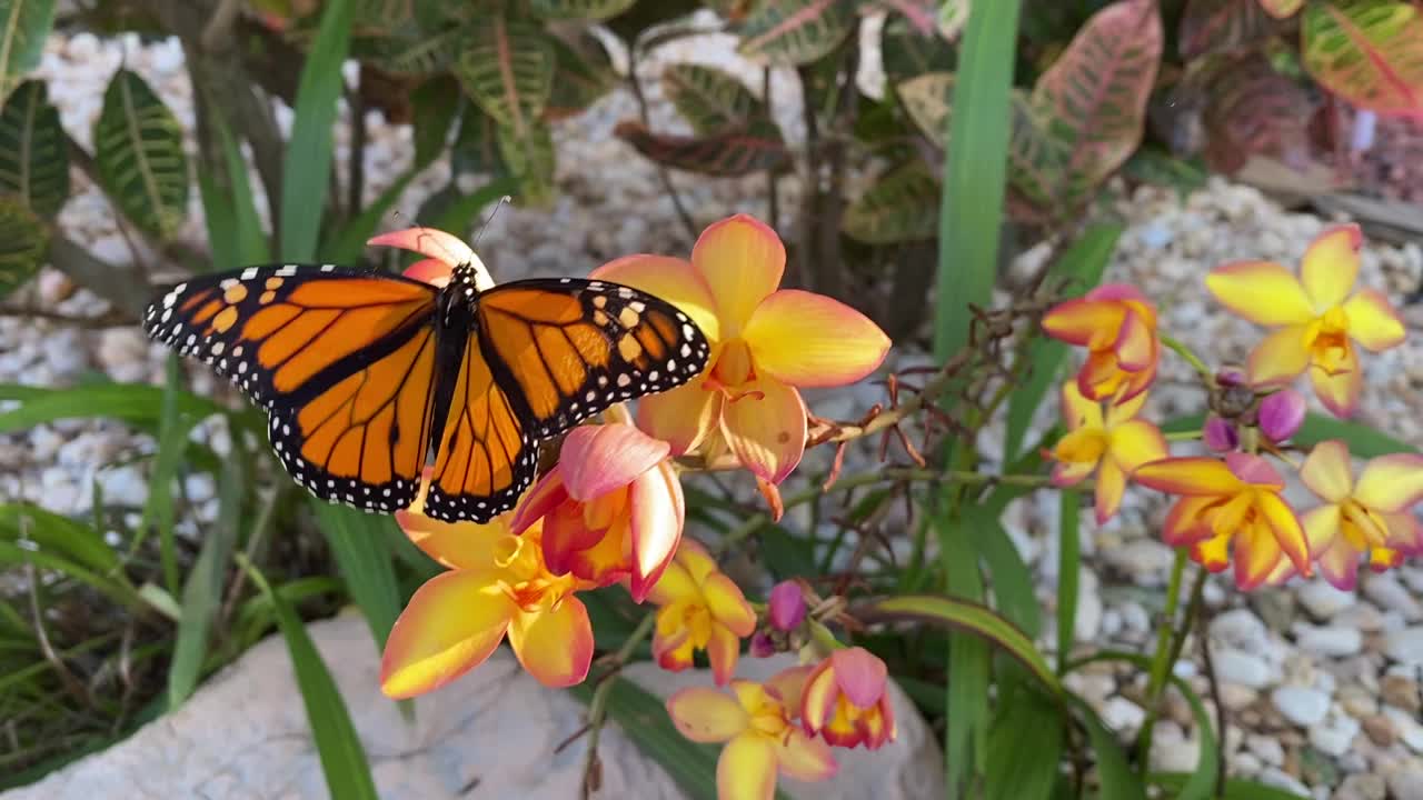 濒临灭绝的黑脉金斑蝶(Danaus plexippus)在地兰上扇动视频素材