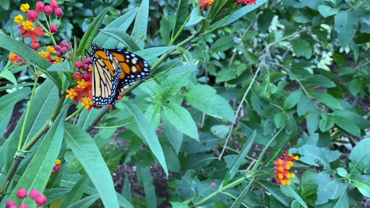 濒临灭绝的黑脉金斑蝶(Danaus plexippus)在乳草上视频素材